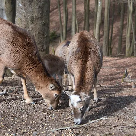 Hébergement de vacances Ferienhaus Strunk Vulkaneifel *